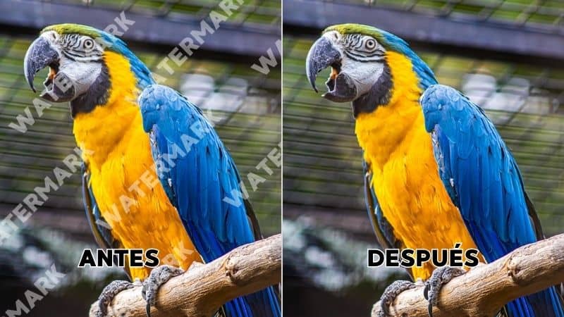 Cómo quitar la marca de agua de una imagen en un clic - cover photo