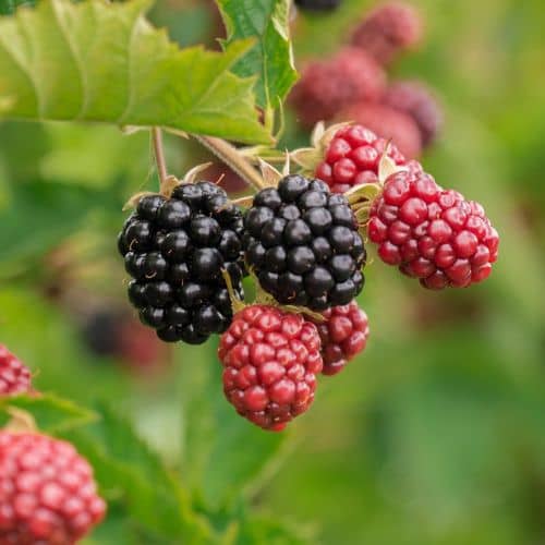 remove watermark - berries after