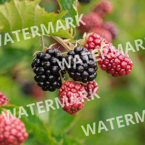 remove watermark - berries before