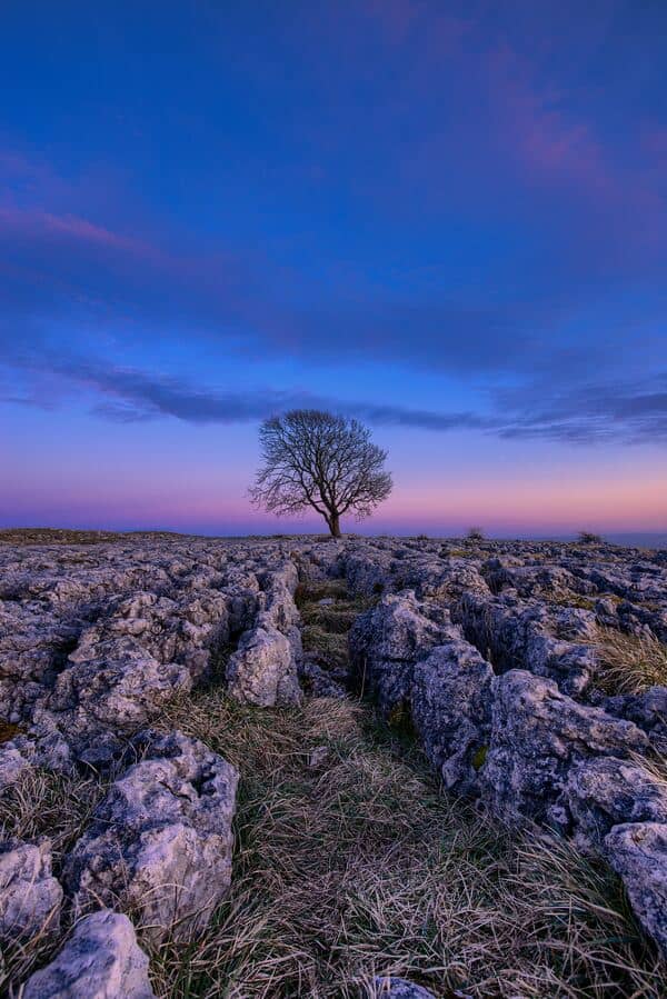 uma árvore entre um céu azul e rosa