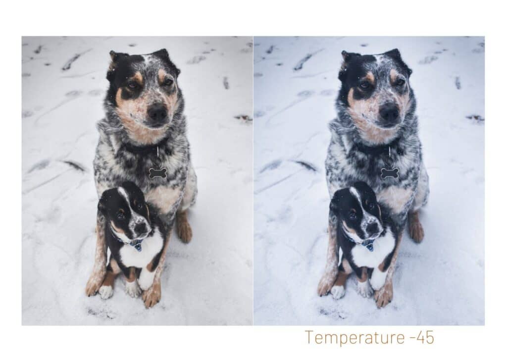 black and white dog and puppy in the snow