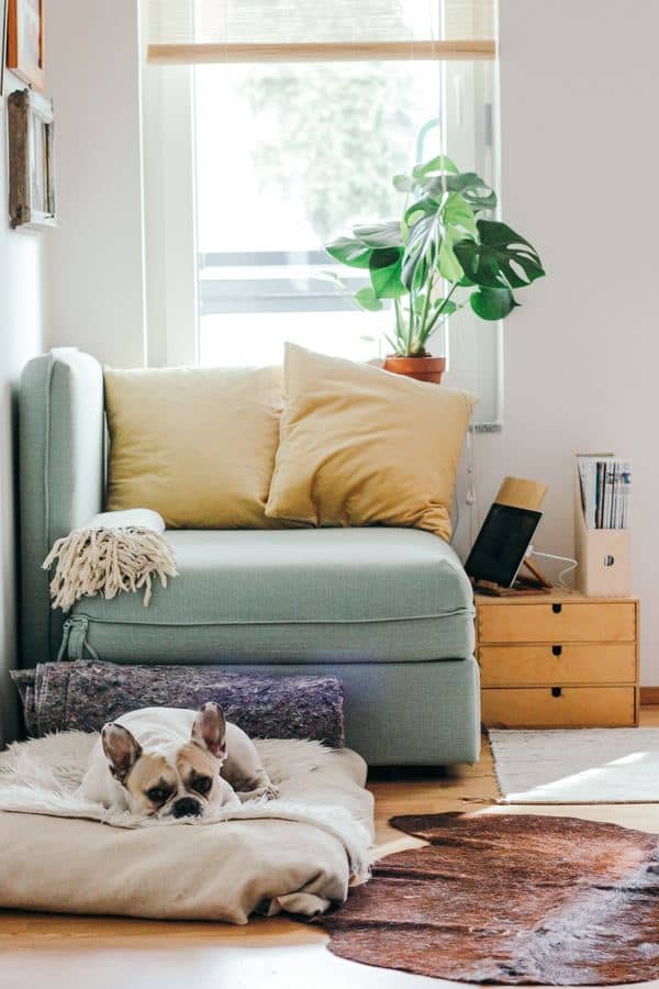 foto del interior de una casa con un perro dormido en su cama en la sala de estar 