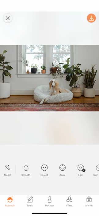 dog sitting in a dog cushion in a living room full of plants