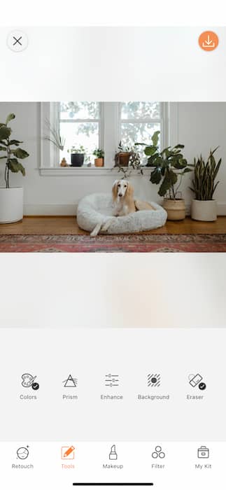 dog sitting in a dog cushion in a living room full of plants