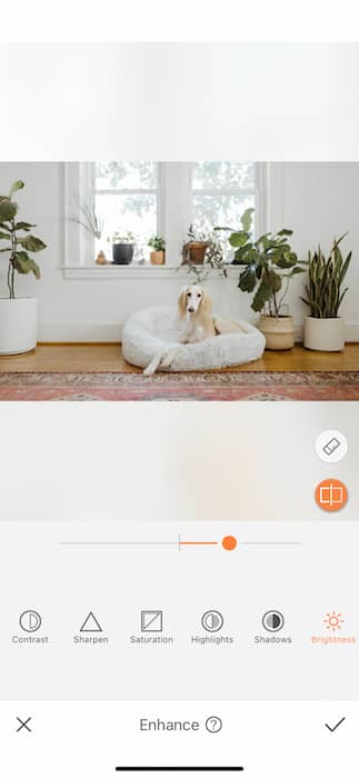 dog sitting in a dog cushion in a living room full of plants