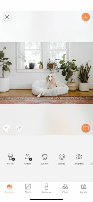 dog sitting in a dog cushion in a living room full of plants