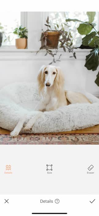 dog sitting in a dog cushion in a living room full of plants