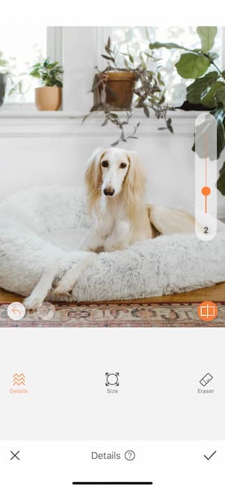 dog sitting in a dog cushion in a living room full of plants