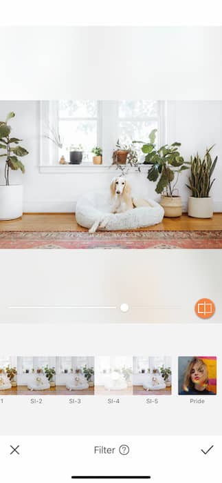 dog sitting in a dog cushion in a living room full of plants