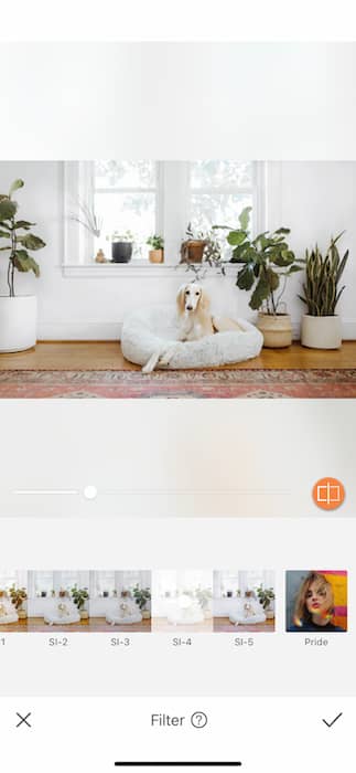 dog sitting in a dog cushion in a living room full of plants