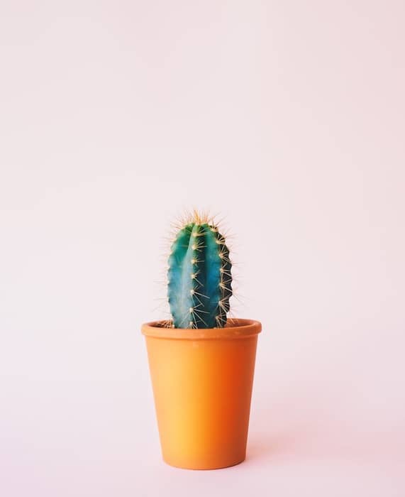 cactus plant in a glass pot in front of pink background