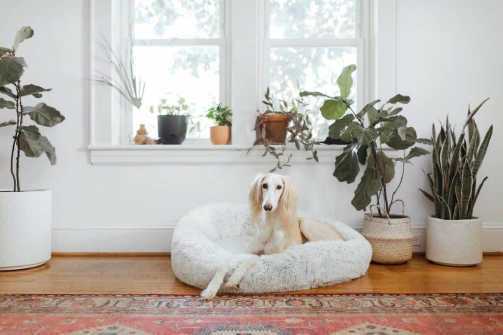 dog sitting in a dog cushion in a living room full of plants