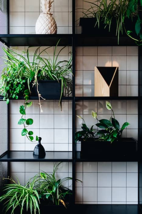 picture of a shelf with plants on it