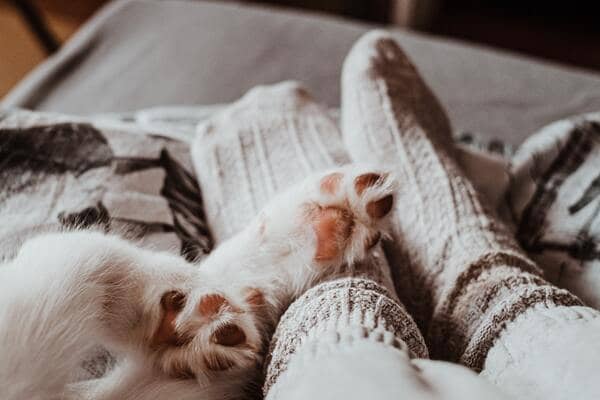 Pés cobertos por meias ao lado de patas de cachorro