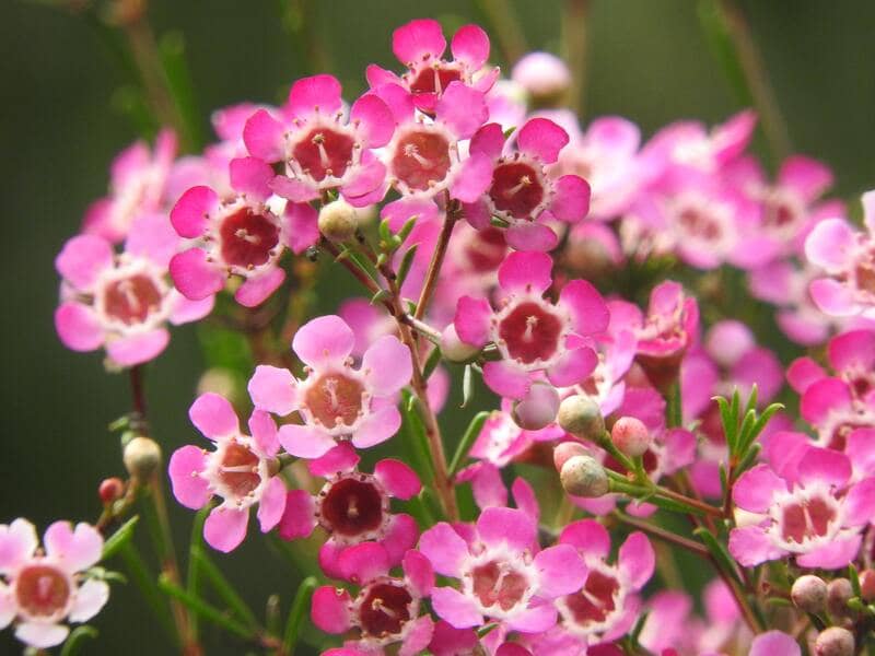 Escolha uma flor que mais te define!